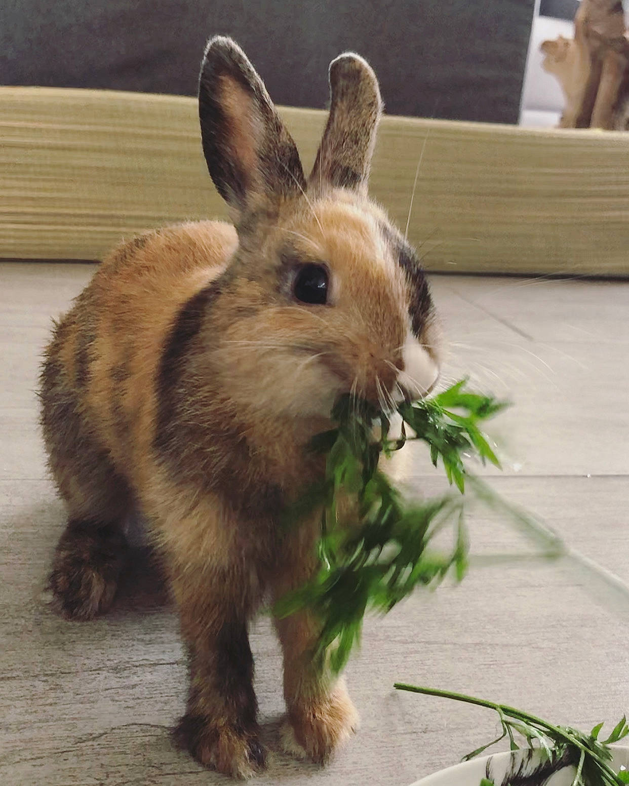 Mushu participe au concours pour gagner de l'argent avec cette photo : domestic_rabbit, ear, fawn, hare, lower_keys_marsh_rabbit, mammal, organism, plant, rabbit, rabbits_and_hares, snout, snowshoe_hare, whiskers, wildlife, wood_rabbit