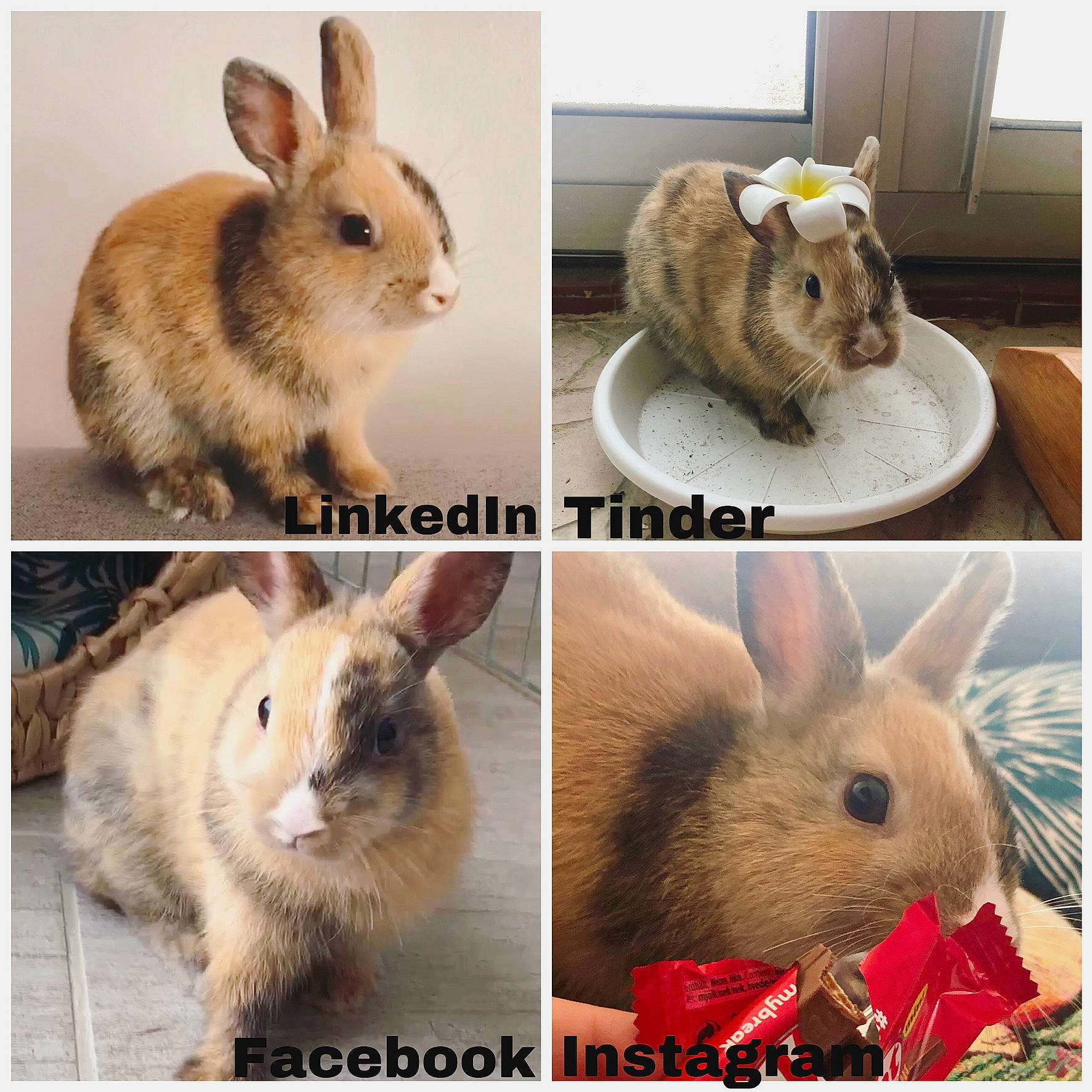 Mushu participe au concours pour gagner de l'argent avec cette photo : beige, degu, domestic_rabbit, ear, fawn, hare, mammal, organism, photo_caption, rabbit, rabbits_and_hares, skin, whiskers, wildlife