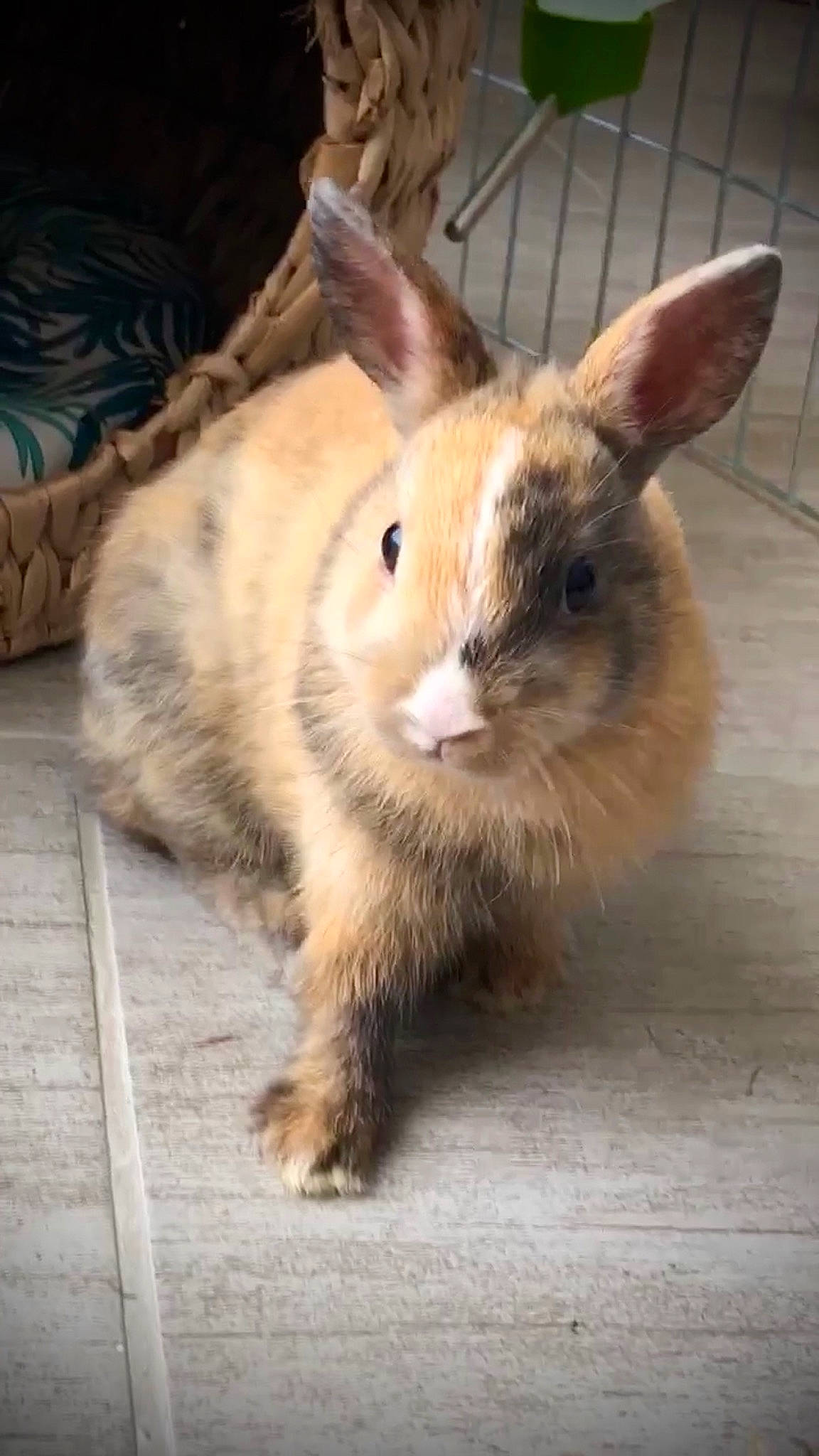 Mushu participe au concours pour gagner de l'argent avec cette photo : domestic_rabbit, ear, fawn, hare, mammal, nose, organism, rabbit, rabbits_and_hares, skin, snout, tail, vertebrate, whiskers, wildlife, wood_rabbit