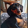 dog, dachshund, pet, animal, black, brown, fur, portrait, looking_back, indoors, blanket, cozy, cute, companion, mammal, face, ears, snout, home, relaxed
