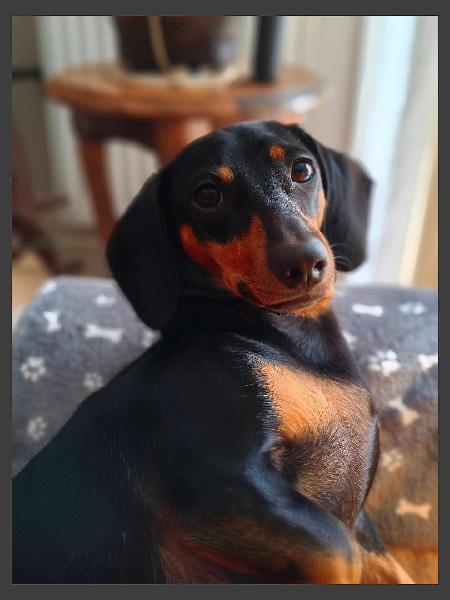 Vickie participe au concours pour gagner de l'argent avec cette photo : dog, dachshund, pet, animal, black, brown, fur, portrait, looking_back, indoors, blanket, cozy, cute, companion, mammal, face, ears, snout, home, relaxed