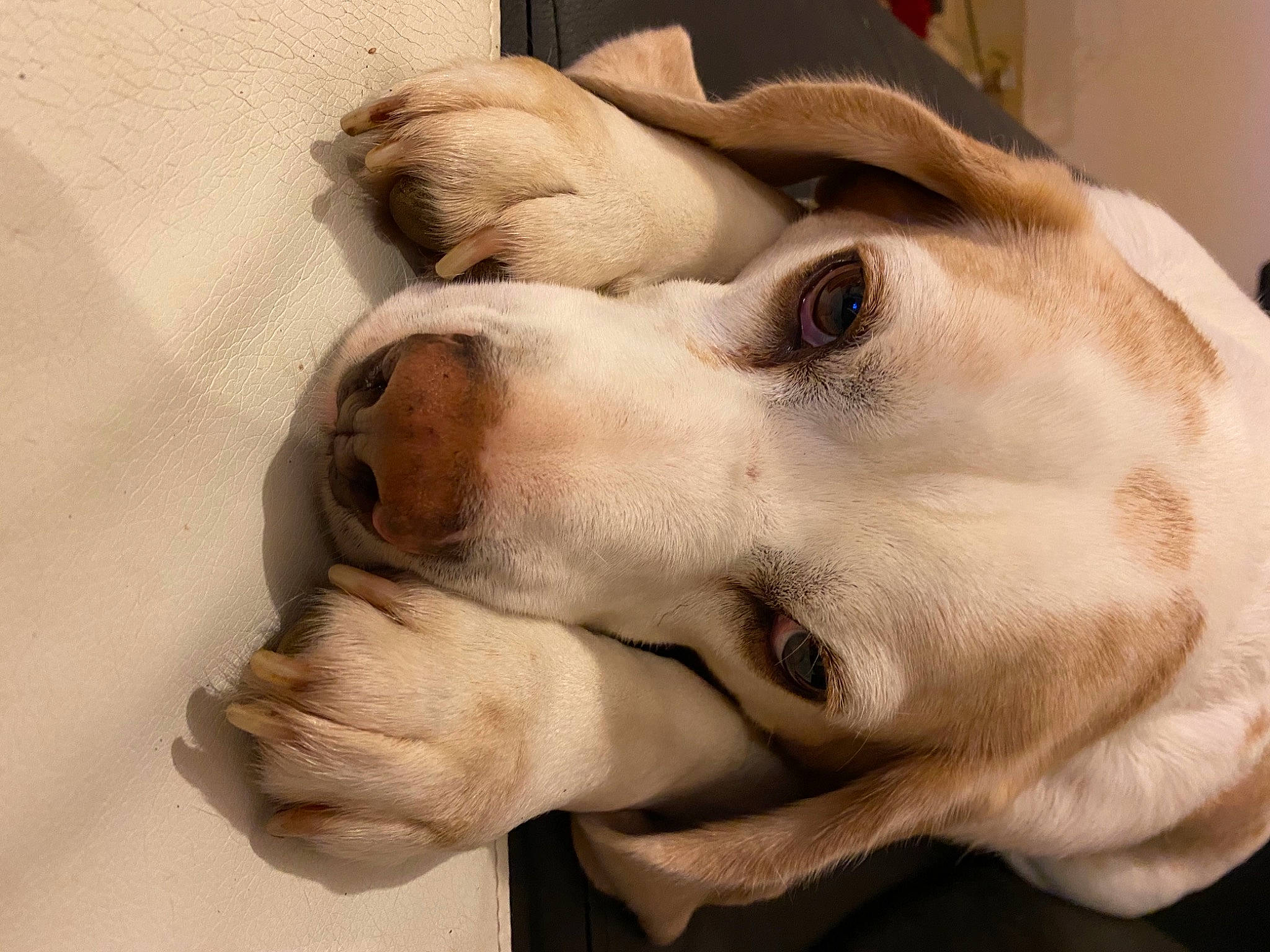 Lancelot participe au concours pour gagner de l'argent avec cette photo : canidae, carnivore, collar, companion_dog, dog, dog_breed, dog_collar, ear, fawn, fur, jaw, mammal, paw, puppy_love, retriever, selfie, snout, sporting_group, whiskers, working_animal