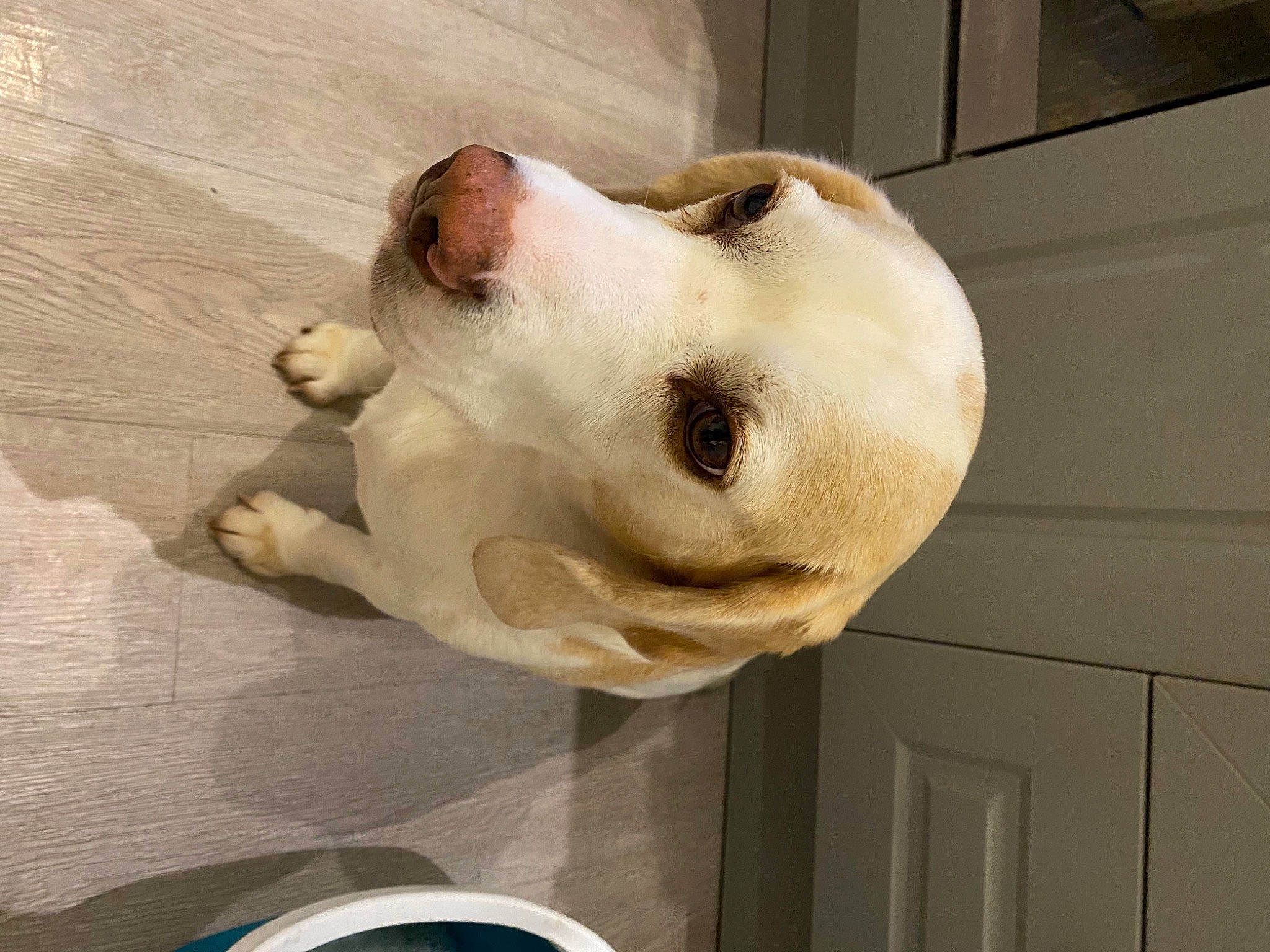 Lancelot a rejoint le concours — aidez-le/la à gagner de superbes lots ! art, canidae, carnivore, companion_dog, cup, dog, dog_breed, door, fawn, fur, jaw, non_sporting_group, sculpture, snout, sporting_group, wood, working_animal