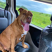 Diesel joined the competition — help win amazing prizes! dog, brown_dog, car_interior, car_seat, window, green_field, tongue_out, happy, pet, animal, leather_seat, side_window, nature, daylight, domestic_animal, sitting, canine, vehicle, travel, companion