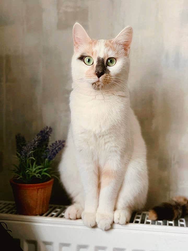 Caprice participe au concours pour gagner de l'argent avec cette photo : carnivore, cat, domestic_short_haired_cat, fawn, felidae, flowerpot, fur, houseplant, paw, plant, rectangle, small_to_medium_sized_cats, snout, tail, whiskers, window