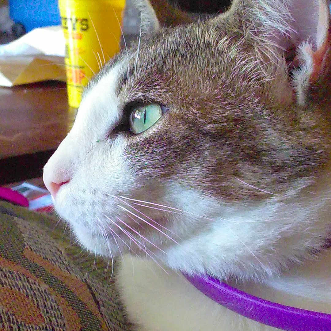 Mr. Darcy joined the competition — help win amazing prizes! aegean_cat, american_wirehair, asian, carnivore, cat, domestic_short_haired_cat, european_shorthair, fawn, felidae, kitten, mammal, ojos_azules, singapura, small_to_medium_sized_cats, snout, vertebrate, whiskers