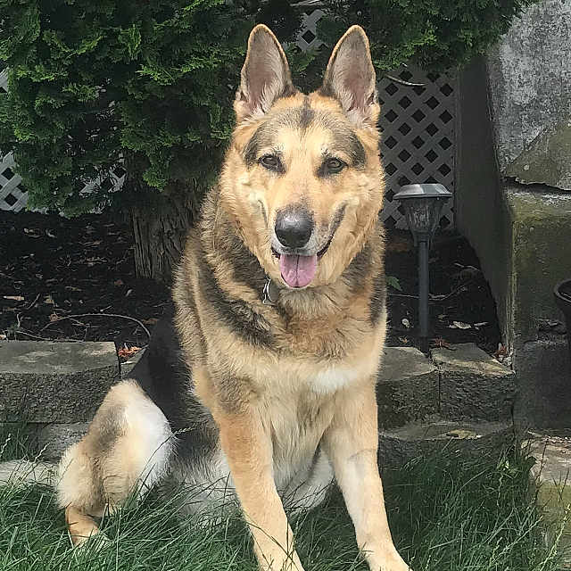 Zeus