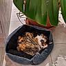 cat, calico, pet_bed, indoor, plant, potted_plant, tile_floor, cozy, fur, sleeping, curled_up, green_leaves, home, resting, animal, domestic_cat, quiet, comfort, natural_light, shadow
