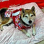 dog, shiba_inu, pet_clothing, floral_pattern, cushion, indoor, pet_smart, relaxed, fur, animal, pet, bed, comfort, canine, resting, collar, floor, pattern, red_background, cute