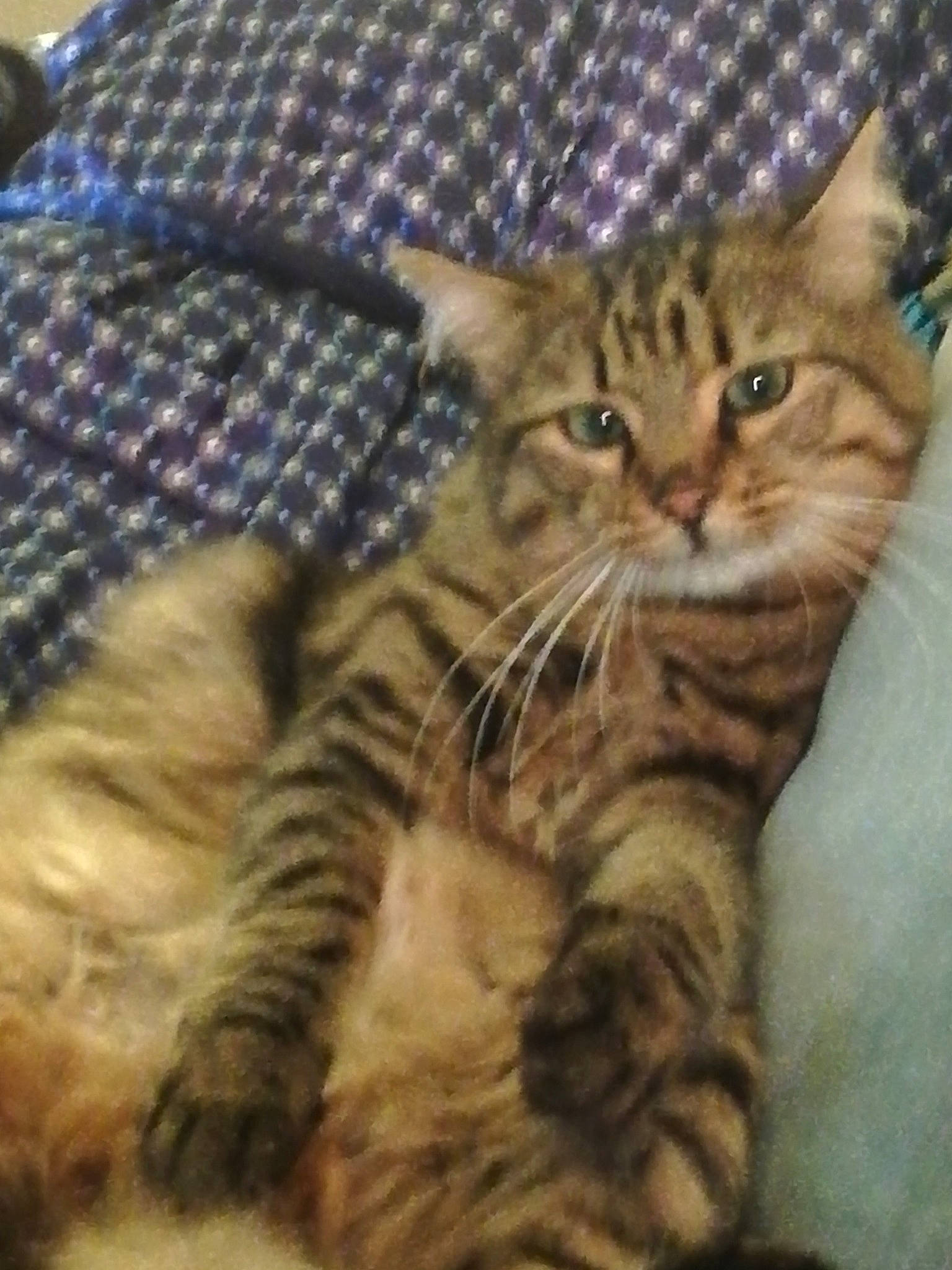 Oscar a rejoint le concours — aidez-le/la à gagner de superbes lots ! carnivore, cat, claw, domestic_short_haired_cat, fawn, felidae, fur, pattern, paw, plaid, small_to_medium_sized_cats, snout, tail, tartan, terrestrial_animal, whiskers, wildlife