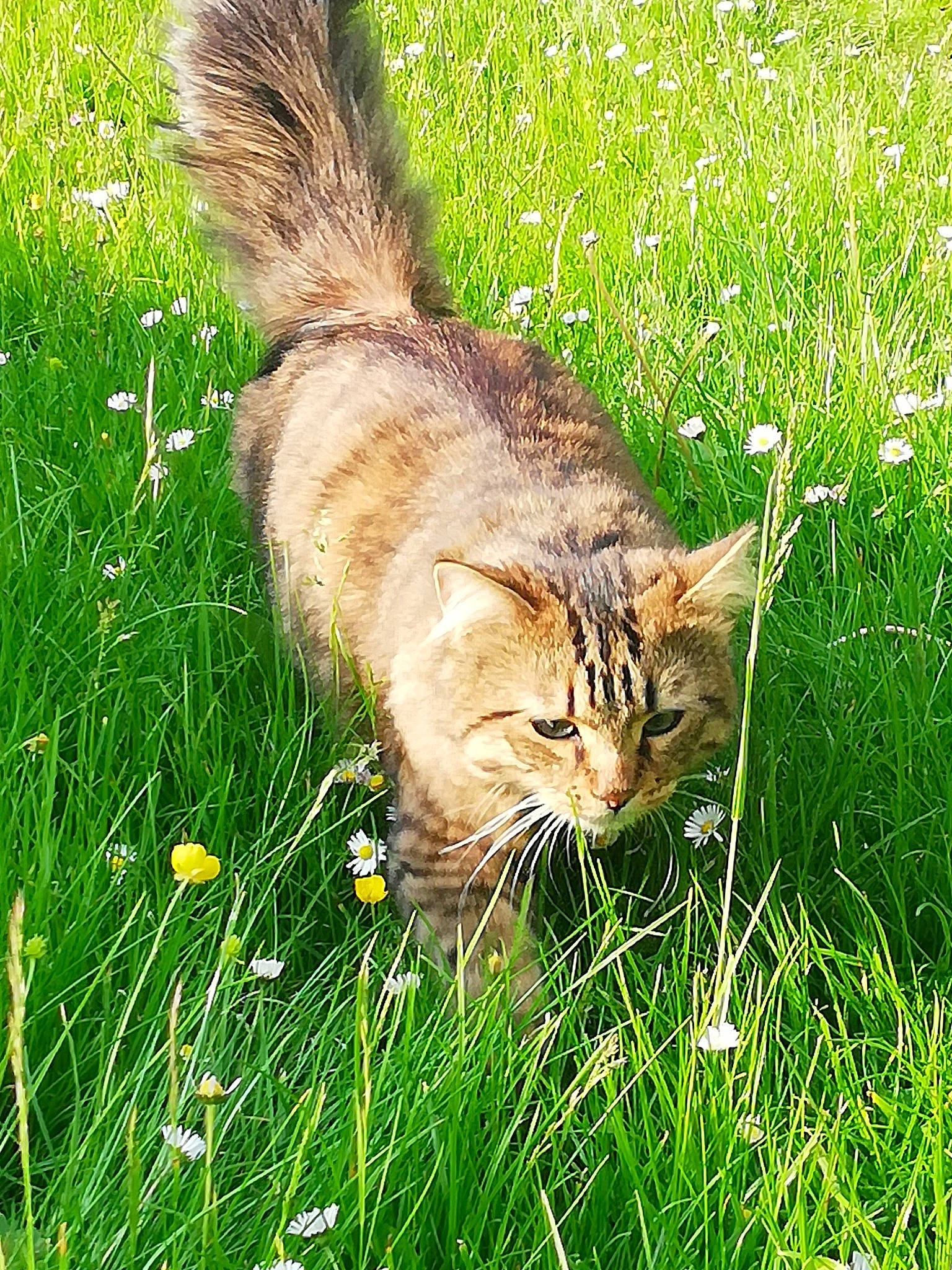 Oscar participe au concours pour gagner de l'argent avec cette photo : carnivore, cat, fawn, felidae, flower, grass, grass_family, grassland, groundcover, lawn, meadow, natural_landscape, pasture, people_in_nature, plant, prairie, small_to_medium_sized_cats, tail, terrestrial_animal, whiskers