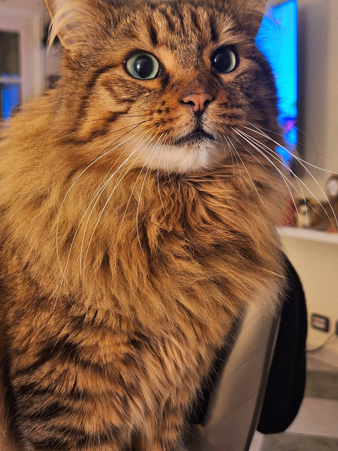 Oscar a rejoint le concours — aidez-le/la à gagner de superbes lots ! animal, brown_fur, cat, close_up, companion_animal, cute, domestic_cat, feline, fluffy_fur, green_eyes, household, indoor, mammal, pet, portrait, sitting, soft_lighting, striped_fur, tabby, whiskers