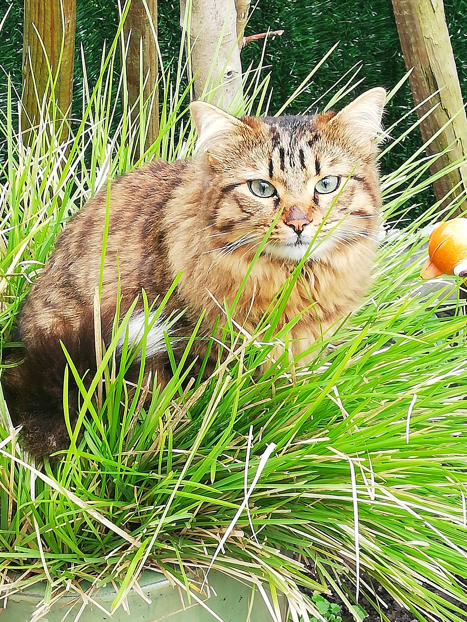 Oscar participe au concours pour gagner de l'argent avec cette photo : botany, carnivore, cat, domestic_short_haired_cat, event, fawn, felidae, fur, grass, grass_family, groundcover, nature, plant, small_to_medium_sized_cats, snout, tail, terrestrial_animal, tree, whiskers, wildlife