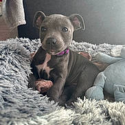 Angy participe au concours pour gagner de l'argent avec cette photo : puppy, dog, gray, collar, purple_collar, fluffy_blanket, soft_toy, indoor, pet, cute, young_dog, animal, resting, cozy, fur, portrait, small_dog, looking_at_camera, domestic, comfortable