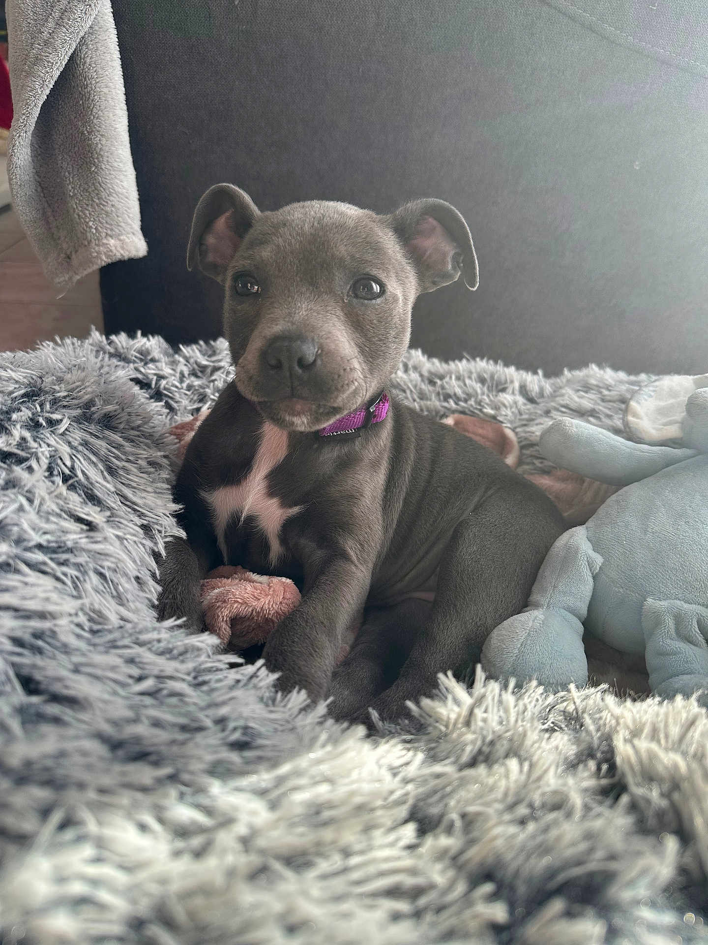 Angy participe au concours pour gagner de l'argent avec cette photo : puppy, dog, gray, collar, purple_collar, fluffy_blanket, soft_toy, indoor, pet, cute, young_dog, animal, resting, cozy, fur, portrait, small_dog, looking_at_camera, domestic, comfortable