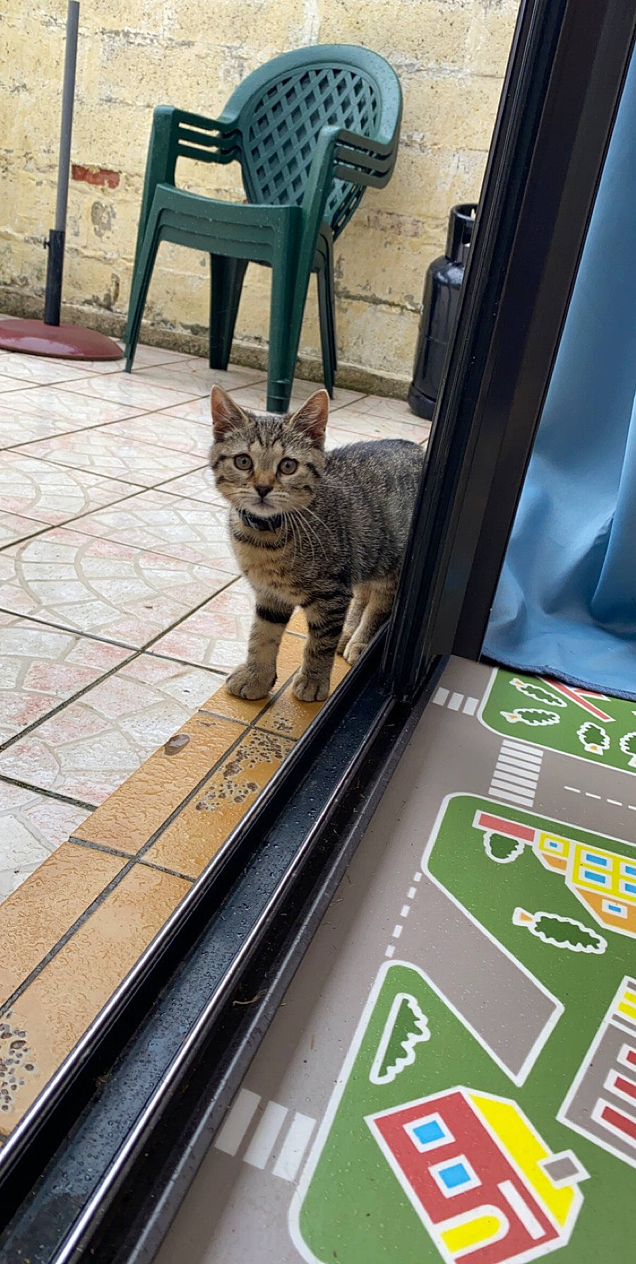 Hagrid participe au concours pour gagner de l'argent avec cette photo : automotive_tire, carnivore, cat, domestic_short_haired_cat, felidae, flooring, fur, green, line, machine, motor_vehicle, small_to_medium_sized_cats, snout, tail, terrestrial_animal, vehicle_door, whiskers, window, windshield, wood