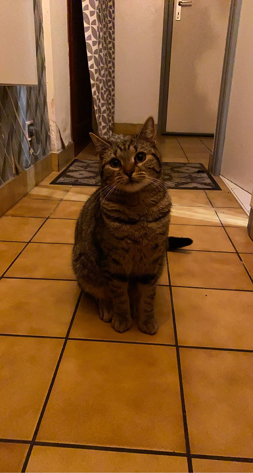 Hagrid participe au concours pour gagner de l'argent avec cette photo : carnivore, cat, comfort, curtain, domestic_short_haired_cat, door, fawn, felidae, floor, flooring, hardwood, laminate_flooring, small_to_medium_sized_cats, snout, tail, terrestrial_animal, tile_flooring, whiskers, wood, wood_flooring