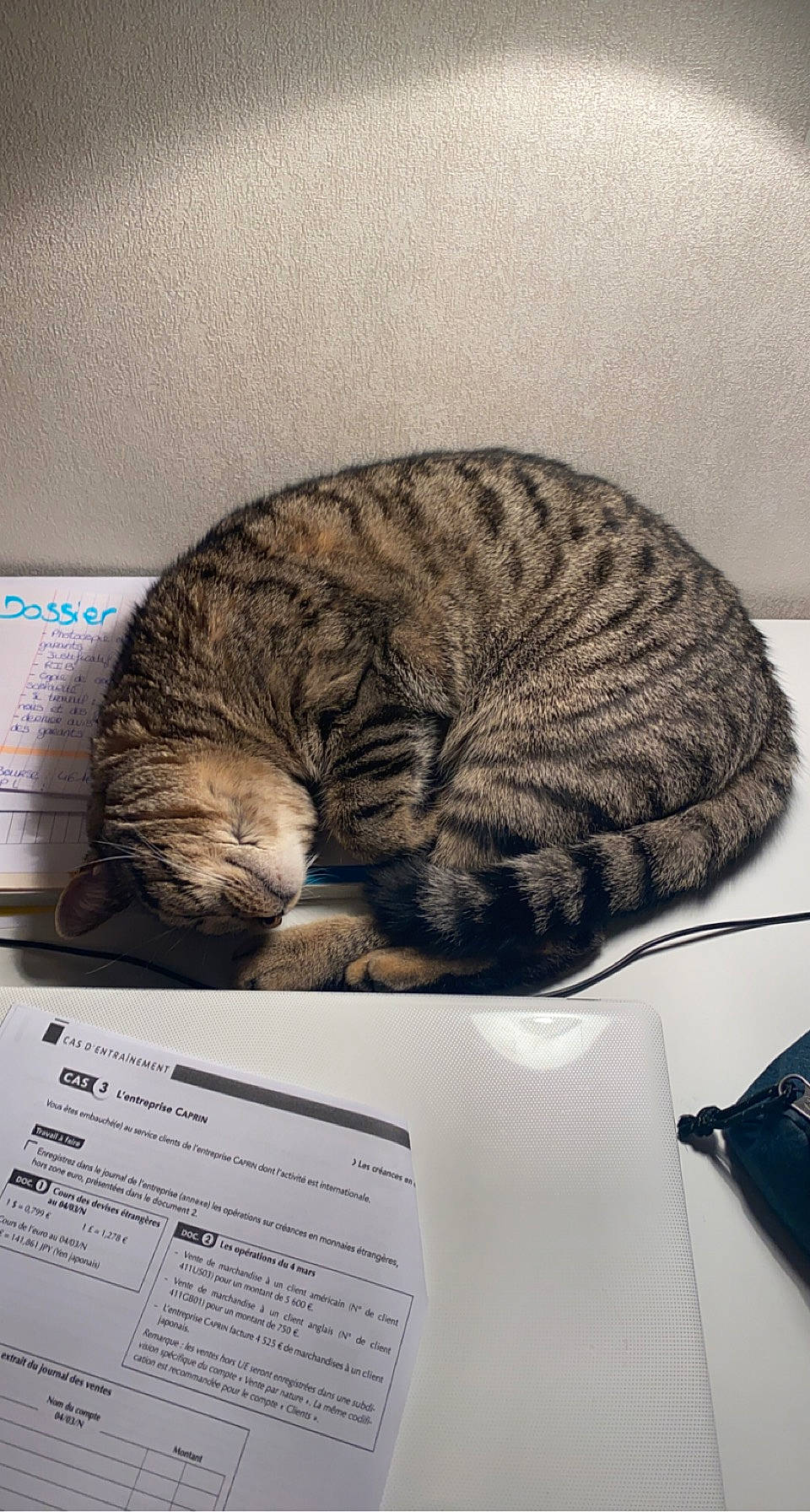 Hagrid participe au concours pour gagner de l'argent avec cette photo : automotive_tire, carnivore, cat, cat_bed, claw, comfort, domestic_short_haired_cat, felidae, fur, illustration, nap, paw, room, sleep, small_to_medium_sized_cats, tail, terrestrial_animal, whiskers