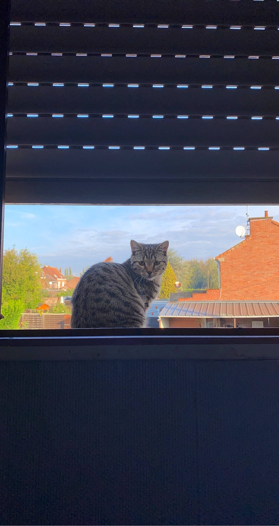 Hagrid participe au concours pour gagner de l'argent avec cette photo : building, carnivore, cat, felidae, glass, grass, grey, house, plant, rectangle, roof, sky, small_to_medium_sized_cats, tail, tints_and_shades, tree, vertebrate, whiskers, window, wood