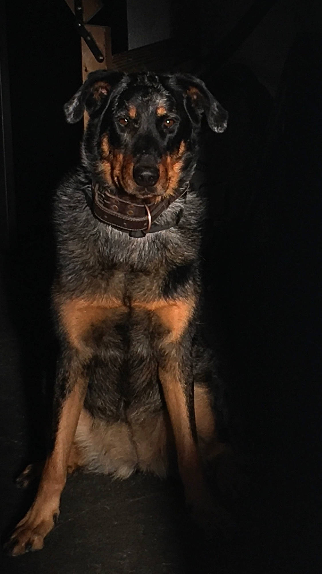 Penny a rejoint le concours — aidez-le/la à gagner de superbes lots ! ancient_dog_breeds, canidae, carlin_pinscher, carnivore, companion_dog, darkness, dog, dog_breed, fawn, fur, guard_dog, snout, sporting_group, tail, terrestrial_animal, working_animal, working_dog