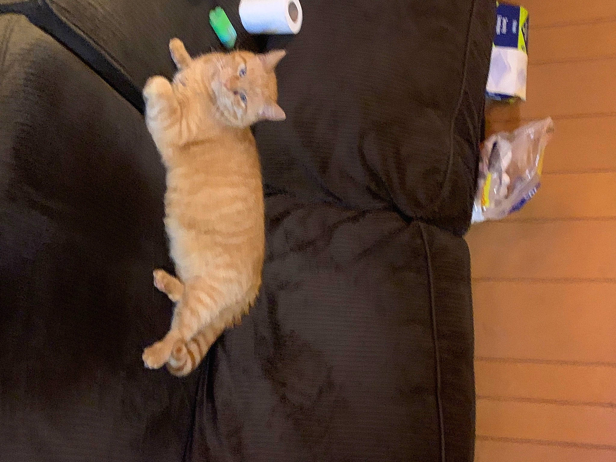 Cheese is registered to the contest to win money with this photo: carnivore, cat, comfort, companion_dog, couch, dog_breed, domestic_short_haired_cat, fawn, felidae, fur, hardwood, paw, small_to_medium_sized_cats, snout, sporting_group, stuffed_toy, tail, toy, whiskers, wood