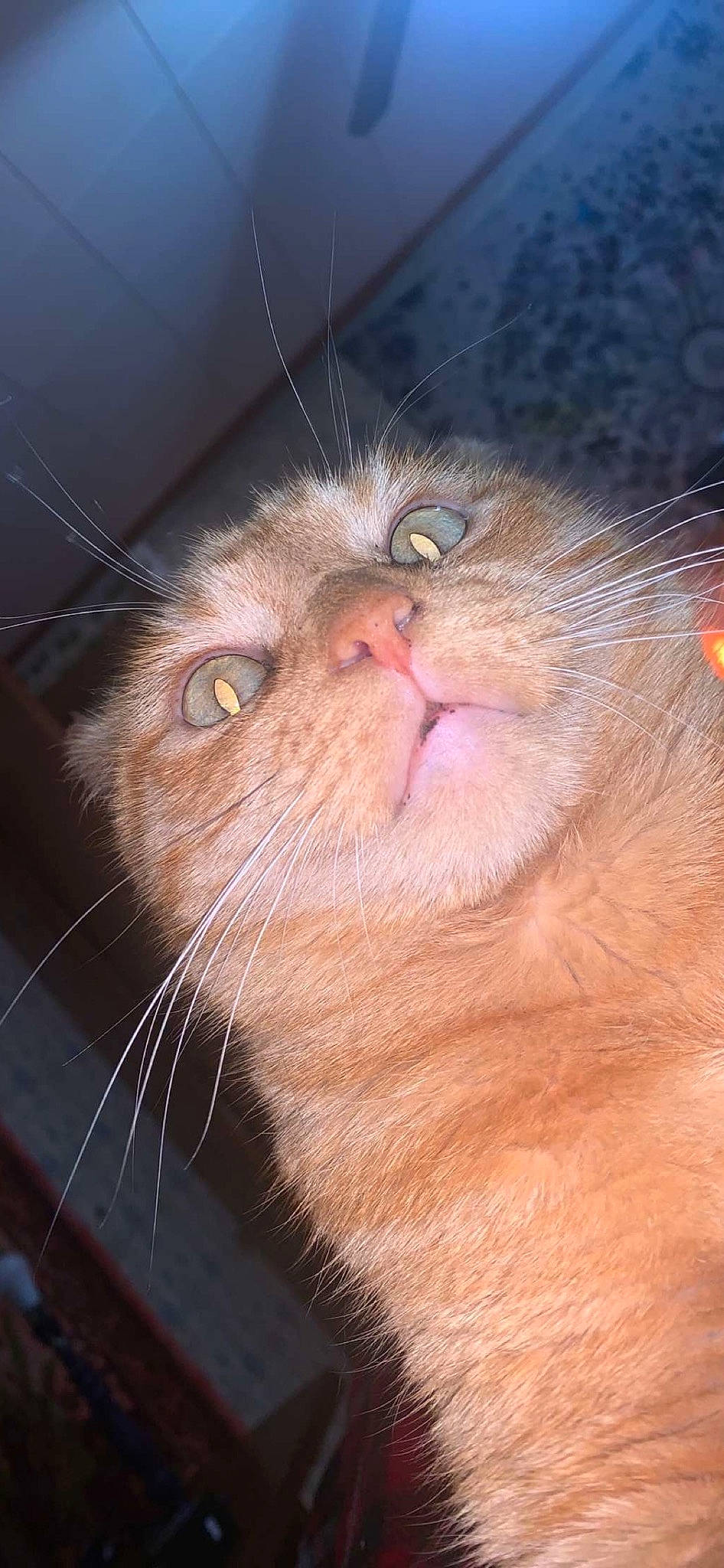 Cheese joined the competition — help win amazing prizes! carnivore, cat, close_up, domestic_short_haired_cat, ear, eye, eyelash, fawn, felidae, fur, hair, head, small_to_medium_sized_cats, snout, street_light, terrestrial_animal, whiskers, wildlife