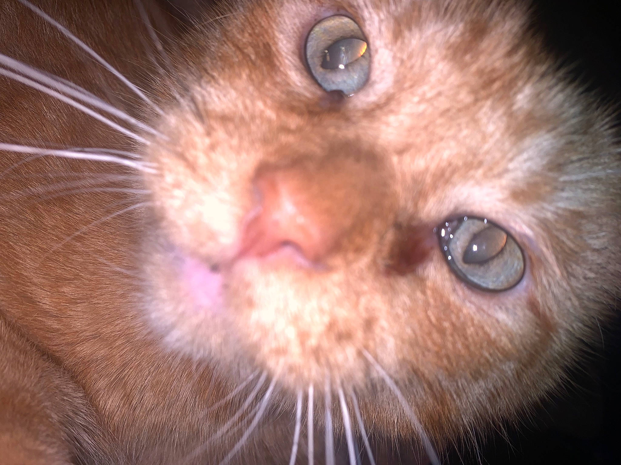 Cheese joined the competition — help win amazing prizes! carnivore, cat, close_up, curious, darkness, domestic_short_haired_cat, ear, eyelash, fawn, felidae, fur, nose, organ, photography, small_to_medium_sized_cats, snout, terrestrial_animal, whiskers, wildlife