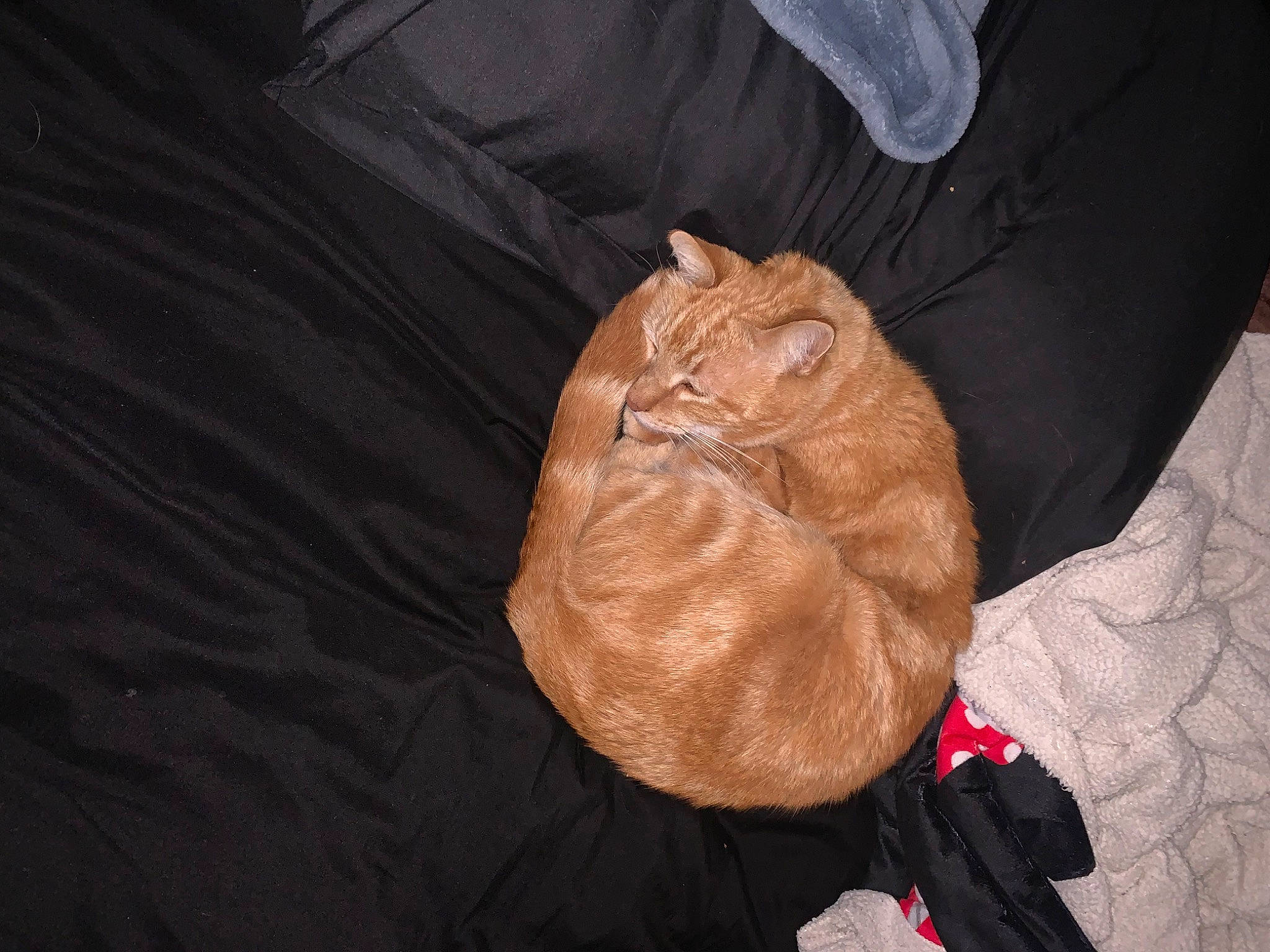 Garfield joined the competition — help win amazing prizes! abdomen, bag, baggage, bat, carnivore, cat, comfort, fawn, felidae, fur, human_leg, linens, luggage_and_bags, paper_bag, peach, personal_protective_equipment, sleeve, small_to_medium_sized_cats, whiskers, wrinkle