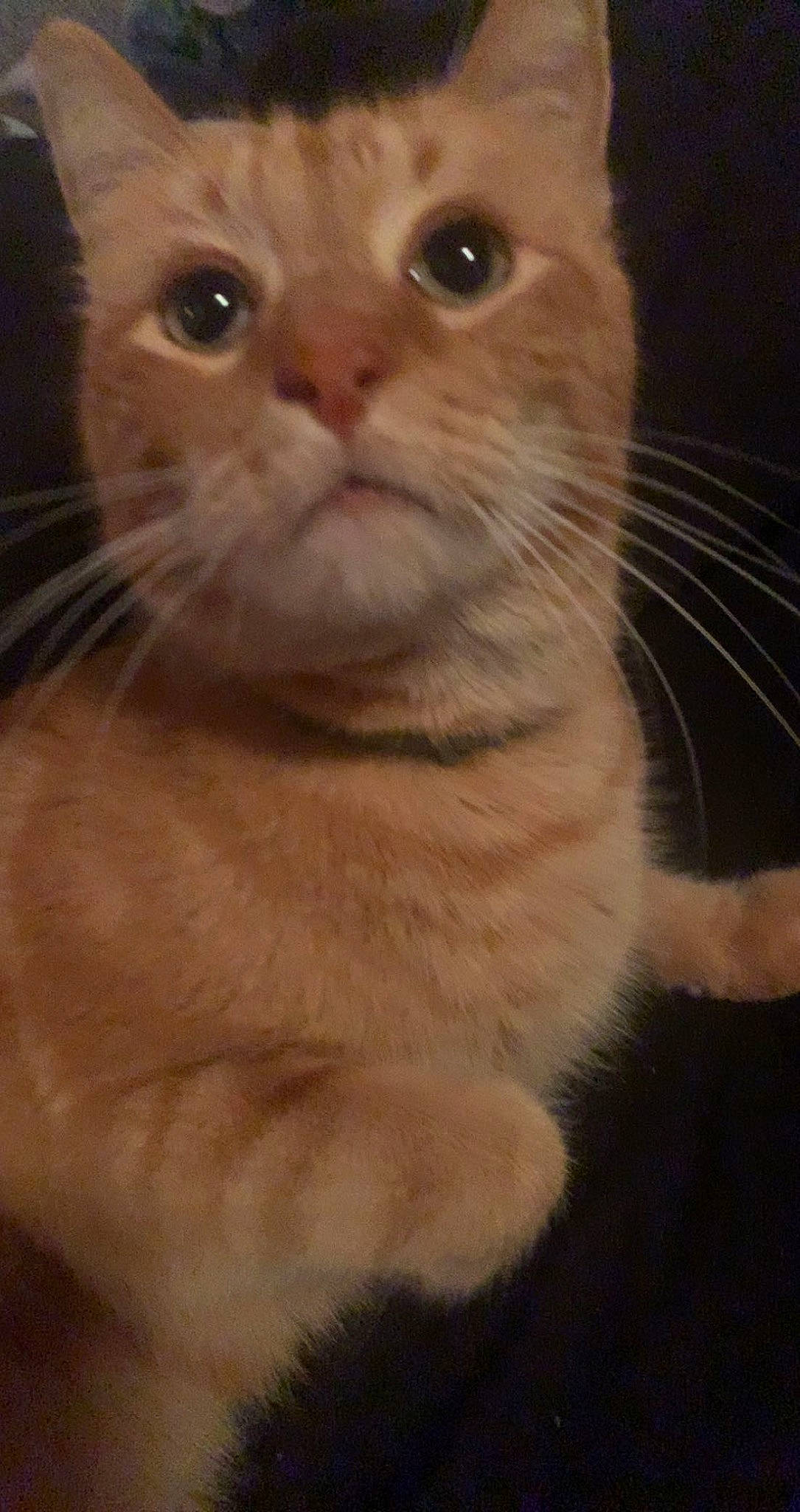 Garfield is registered to the contest to win money with this photo: carnivore, cat, claw, close_up, domestic_short_haired_cat, ear, eye, fawn, felidae, fur, paw, small_to_medium_sized_cats, snout, tail, terrestrial_animal, whiskers