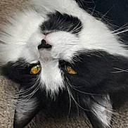 Chad joined the competition — help win amazing prizes! cat, black_and_white, yellow_eyes, close_up, carpet, pet, animal, whiskers, fur, face, lying_down, relaxed, indoor, cute, portrait, mammal, feline, domestic_cat, sleepy, upside_down