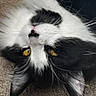 cat, black_and_white, yellow_eyes, close_up, carpet, pet, animal, whiskers, fur, face, lying_down, relaxed, indoor, cute, portrait, mammal, feline, domestic_cat, sleepy, upside_down
