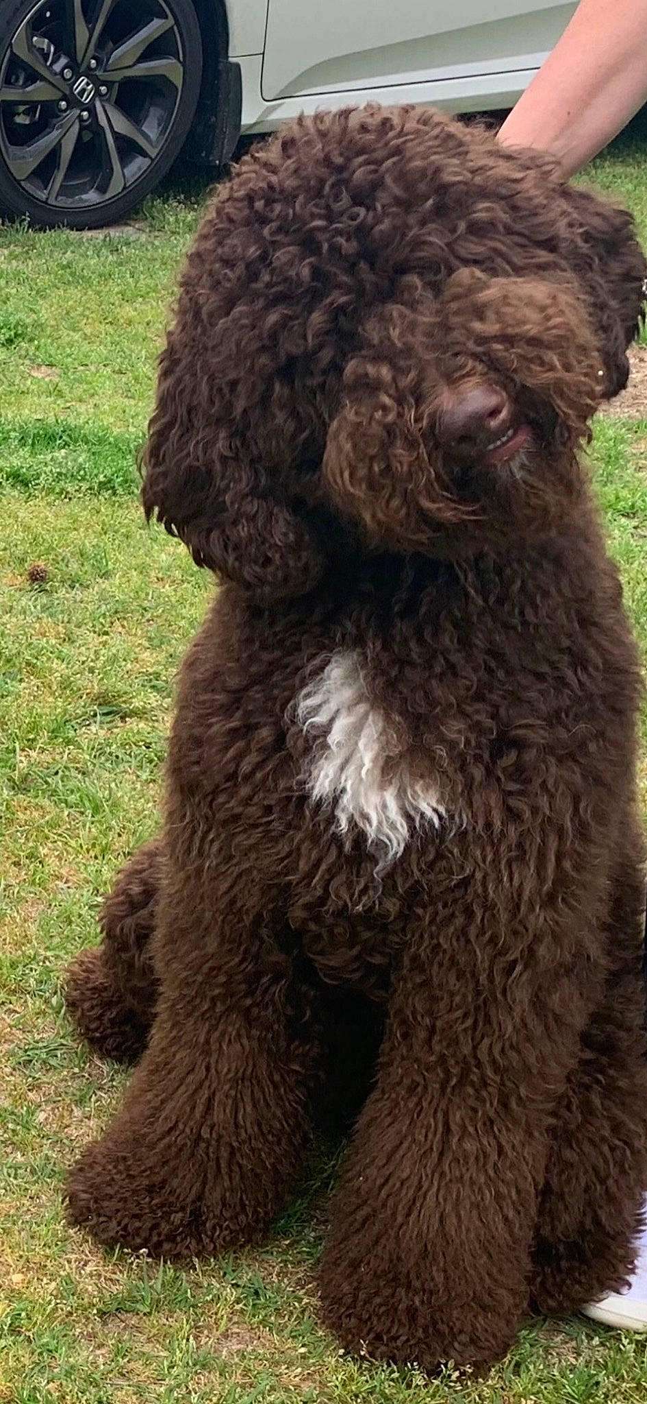 Fynn is registered to the contest to win money with this photo: canidae, carnivore, companion_dog, dog, dog_breed, fawn, fur, grass, liver, non_sporting_group, poodle, snout, sporting_group, tail, terrestrial_animal, terrier, toy, water_dog, wool, working_animal