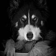 Marley participe au concours pour gagner de l'argent avec cette photo : dog, black_and_white, portrait, pet, animal, paw, blanket, fur, face, close_up, indoor, looking_at_camera, canine, expression, monochrome, soft_light, resting, quiet, calm, cozy