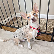 Rosko is registered to the contest to win money with this photo: dog, small_dog, blue_eyes, bowtie, collar, indoor, rug, baby_gate, curious, pet, canine, floor, ears_up, attention, tan_spots, white_fur, brown_fur, domestic_animal, companion, cute
