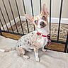 dog, small_dog, blue_eyes, bowtie, collar, indoor, rug, baby_gate, curious, pet, canine, floor, ears_up, attention, tan_spots, white_fur, brown_fur, domestic_animal, companion, cute