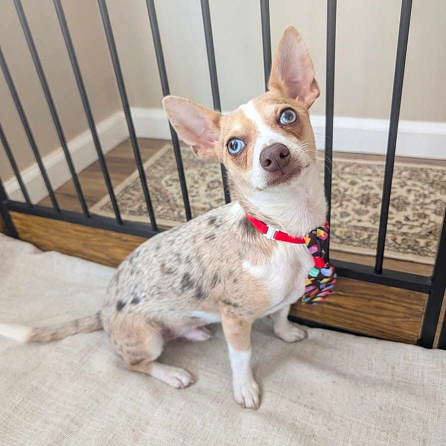 Rosko