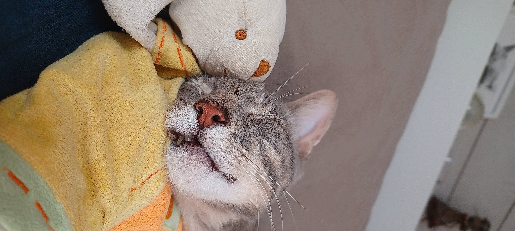 Oreo a rejoint le concours — aidez-le/la à gagner de superbes lots ! art, carnivore, cat, claw, comfort, domestic_short_haired_cat, ear, eyelash, fawn, felidae, fur, grey, nap, paw, small_to_medium_sized_cats, snout, tail, whiskers, window