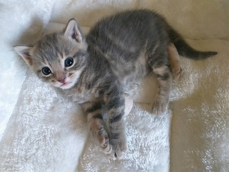 Oreo participe au concours pour gagner de l'argent avec cette photo : carnivore, cat, claw, domestic_short_haired_cat, fawn, felidae, flooring, fur, paw, small_to_medium_sized_cats, tail, terrestrial_animal, whiskers