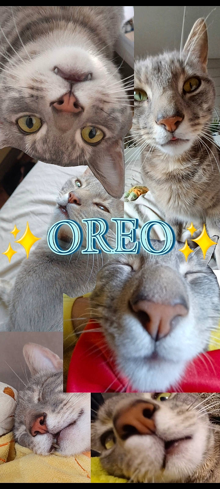Oreo participe au concours pour gagner de l'argent avec cette photo : carnivore, cat, cat_supply, collage, domestic_short_haired_cat, event, felidae, fur, happy, mammal, organism, pattern, paw, photo_caption, small_to_medium_sized_cats, smile, snapshot, snout, vertebrate, whiskers