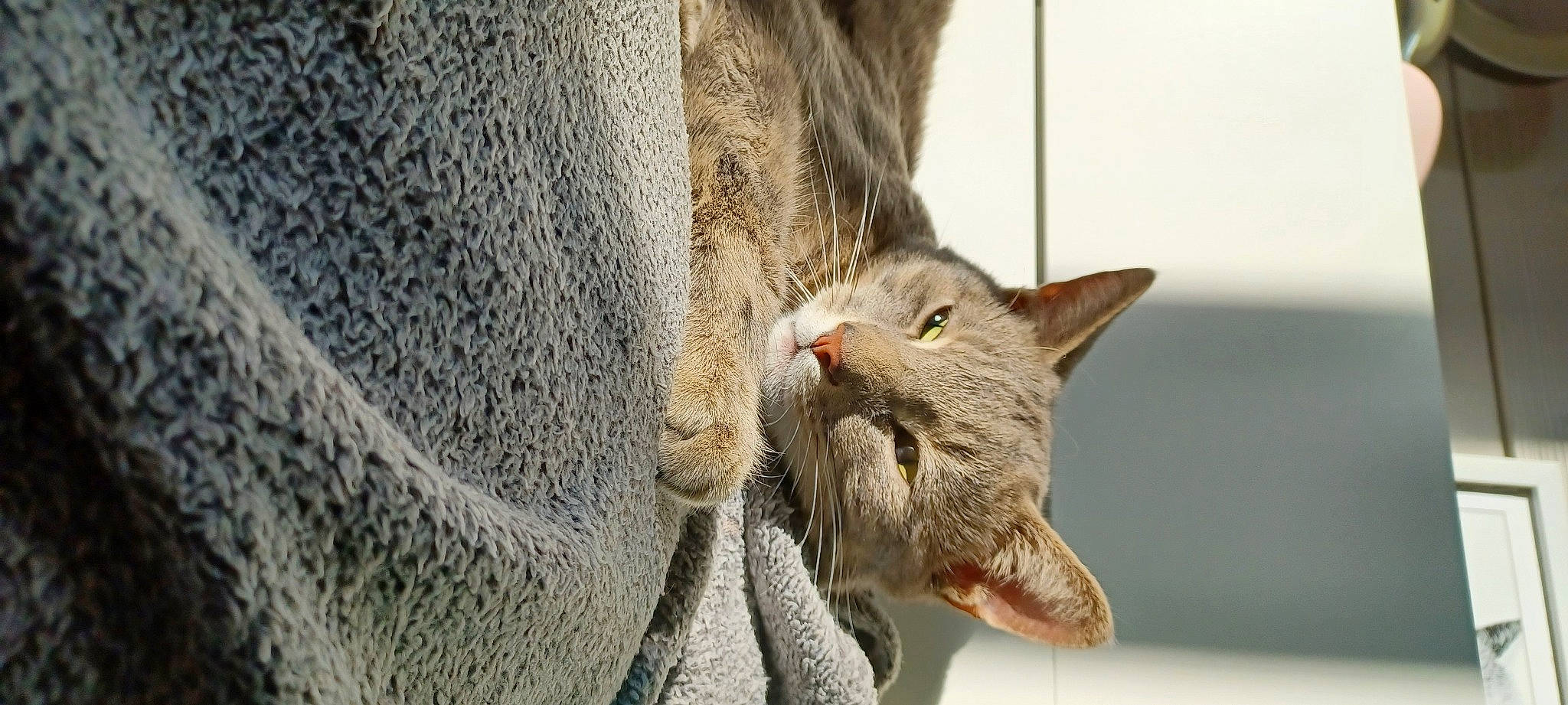 Oreo participe au concours pour gagner de l'argent avec cette photo : carnivore, cat, claw, close_up, domestic_short_haired_cat, fang, fawn, felidae, fur, grey, paw, small_to_medium_sized_cats, snout, terrestrial_animal, whiskers, wildlife