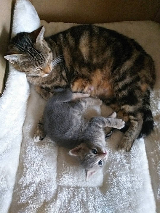 Oreo Et Sa Maman participe au concours pour gagner de l'argent avec cette photo : carnivore, cat, claw, comfort, domestic_short_haired_cat, fawn, felidae, fur, grey, nap, paw, sleep, small_to_medium_sized_cats, snout, tail, whiskers, wood