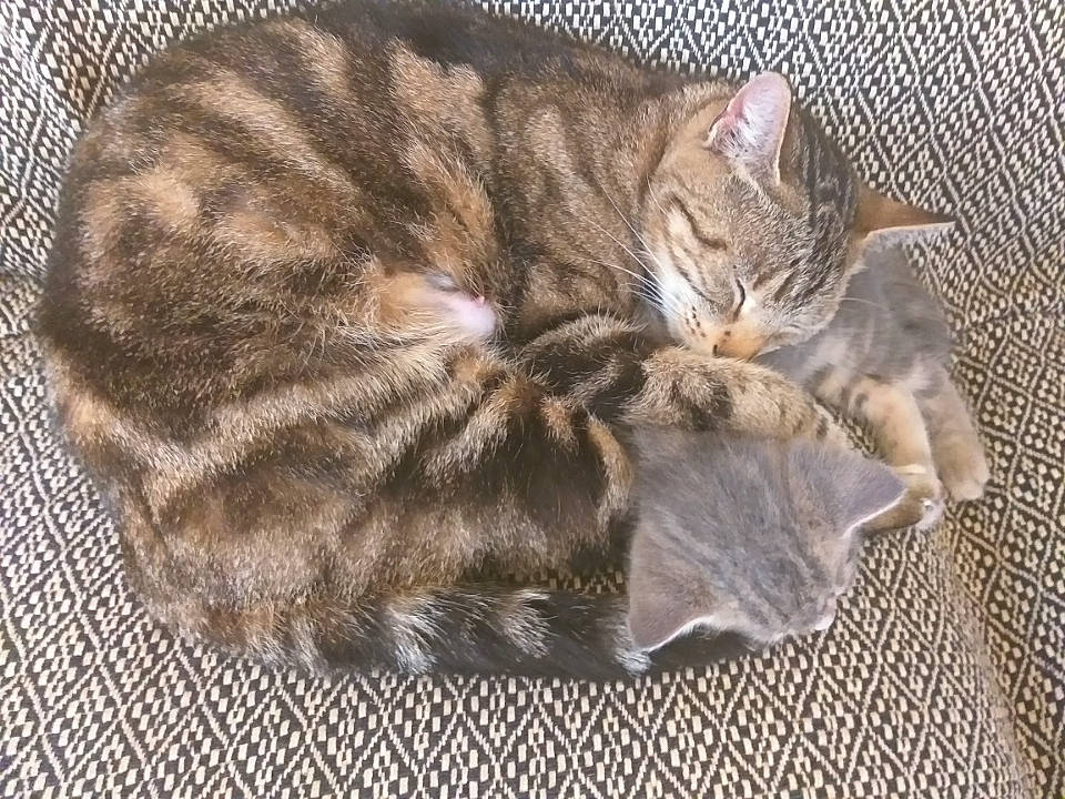 Oreo Et Sa Maman participe au concours pour gagner de l'argent avec cette photo : carnivore, cat, cat_bed, claw, comfort, domestic_short_haired_cat, fawn, felidae, fur, nap, pattern, paw, sleep, small_to_medium_sized_cats, snout, tail, terrestrial_animal, tree, whiskers