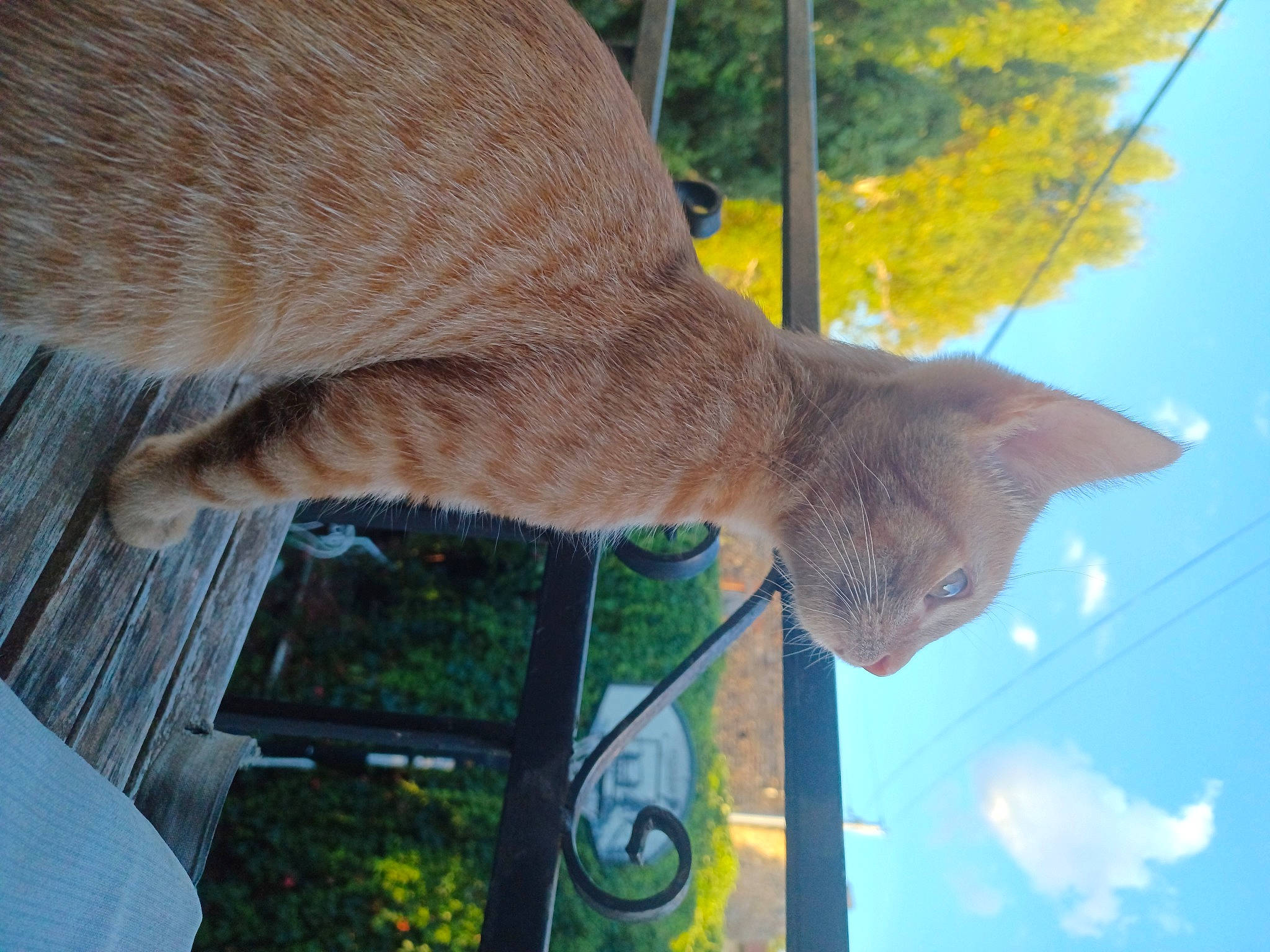 Garfield a rejoint le concours — aidez-le/la à gagner de superbes lots ! art, cloud, fawn, felidae, fur, grass, human_leg, plant, shade, small_to_medium_sized_cats, snout, tail, terrestrial_animal, trunk, vertebrate, water, whiskers, wildlife, wood, wool