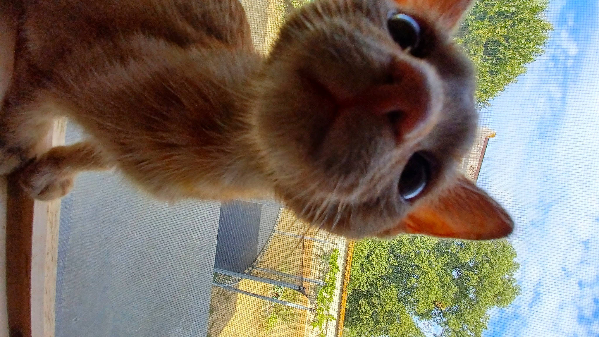 Garfield a rejoint le concours — aidez-le/la à gagner de superbes lots ! canidae, carnivore, dog_breed, ear, fawn, felidae, fur, grass, liver, mammal, marsupial, plant, sky, small_to_medium_sized_cats, snout, tail, terrestrial_animal, tree, vertebrate, whiskers