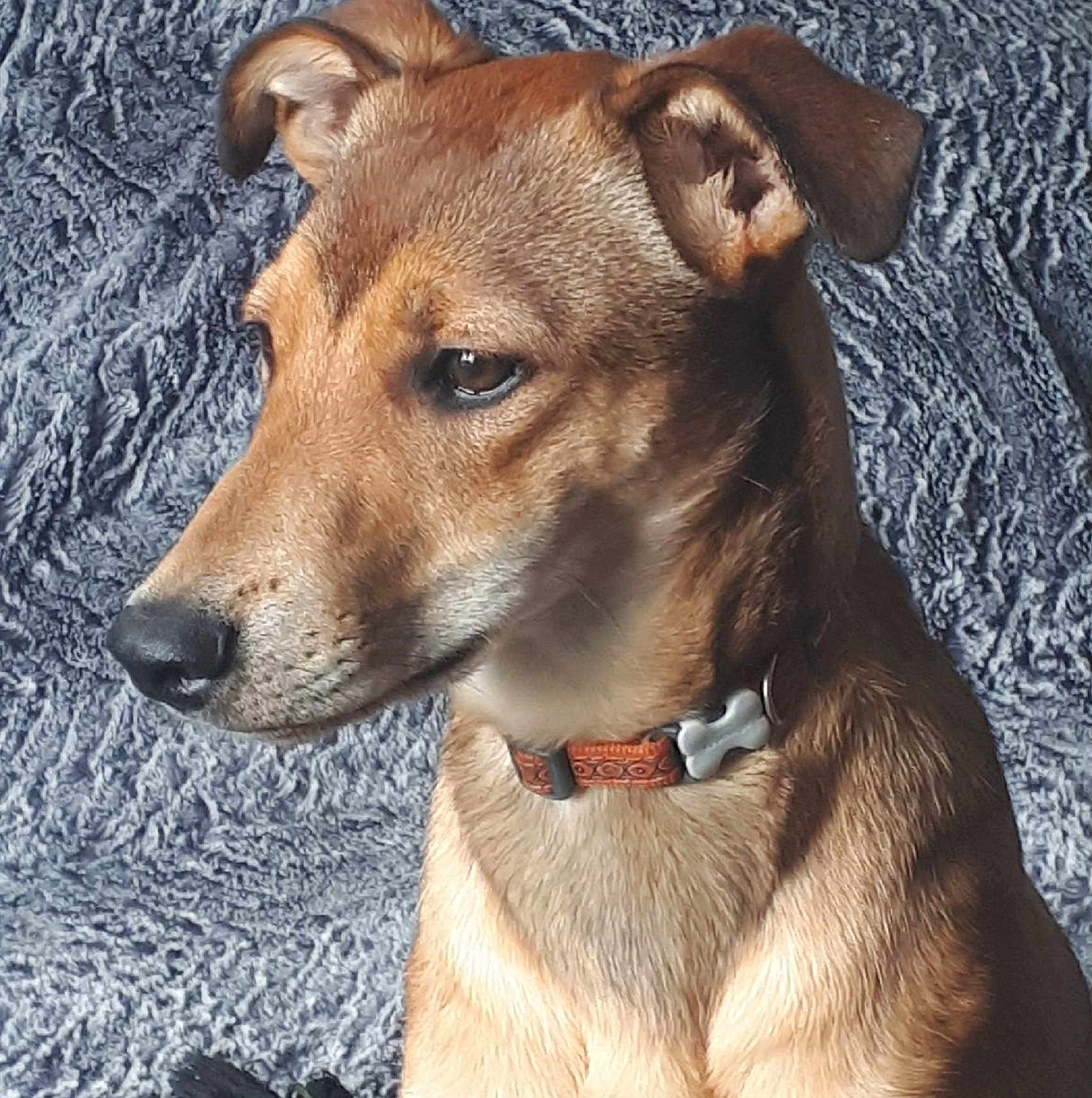 Rudy participe au concours pour gagner de l'argent avec cette photo : dog, brown_coat, collar, pet, animal, canine, portrait, indoor, closeup, furry, ears, snout, alert, sitting, domestic_animal, fur_texture, companion, cute, friend, blanket