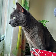 Sockett participe au concours pour gagner de l'argent avec cette photo : abyssinian, animal, blackcat, cat, curtain, envelope, greetingcard, kitten, mail, manx, pet, siamese