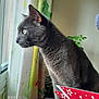 abyssinian, animal, blackcat, cat, curtain, envelope, greetingcard, kitten, mail, manx, pet, siamese