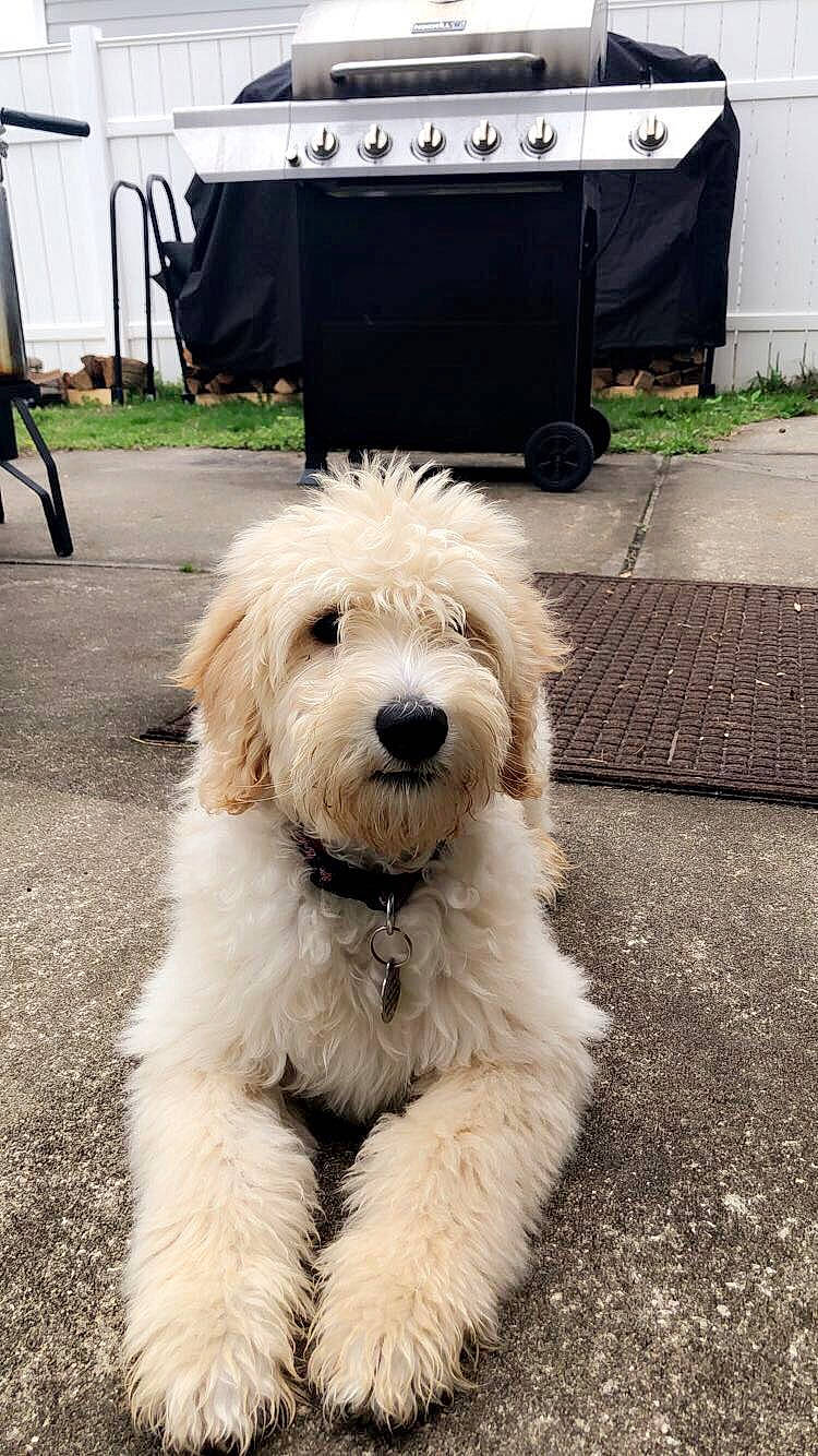 Cooper is registered to the contest to win money with this photo: briquet_griffon_vendeen, canidae, carnivore, cockapoo, companion_dog, dog, dog_breed, goldendoodle, irish_soft_coated_wheaten_terrier, labradoodle, mammal, old_english_sheepdog, poodle_crossbreed, puppy, rare_breed_dog, sapsali, sporting_group, terrier, tibetan_terrier, vertebrate