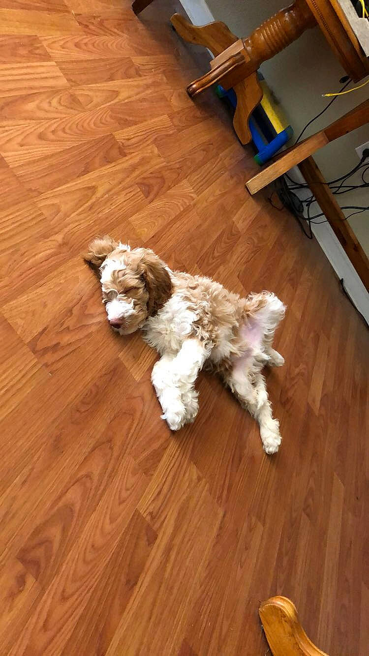 Oliver is registered to the contest to win money with this photo: canidae, carnivore, cavachon, cavapoo, cockapoo, companion_dog, dog, dog_breed, floor, flooring, goldendoodle, hardwood, havanese, labradoodle, lagotto_romagnolo, laminate_flooring, puppy, sporting_group, wood, wood_flooring