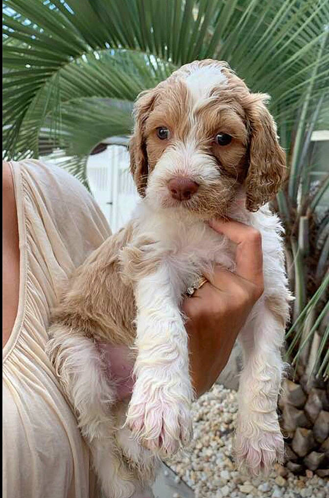 Oliver is registered to the contest to win money with this photo: canidae, carnivore, cavapoo, cockapoo, companion_dog, dog, dog_breed, labradoodle, mammal, puppy, rare_breed_dog, spaniel, sporting_group, vertebrate